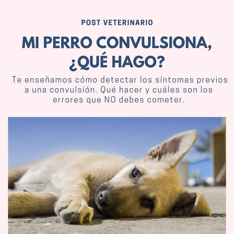 Que hacer en una convulsion de un perro